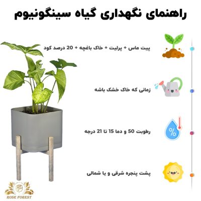 شرایط نگهداری از گیاه سینگونیوم + مجله رزفارست