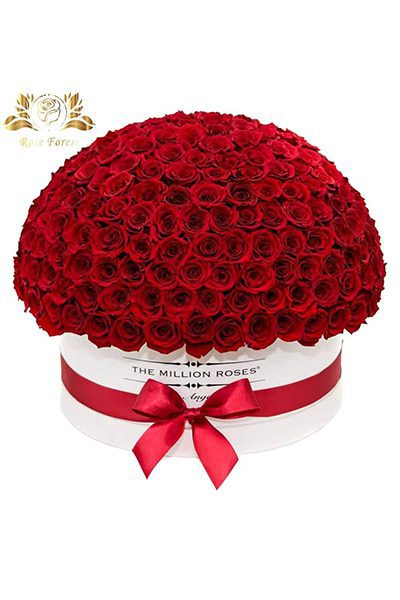 خرید باکس گرد گل رز هلندی قرمز ماه بانو
