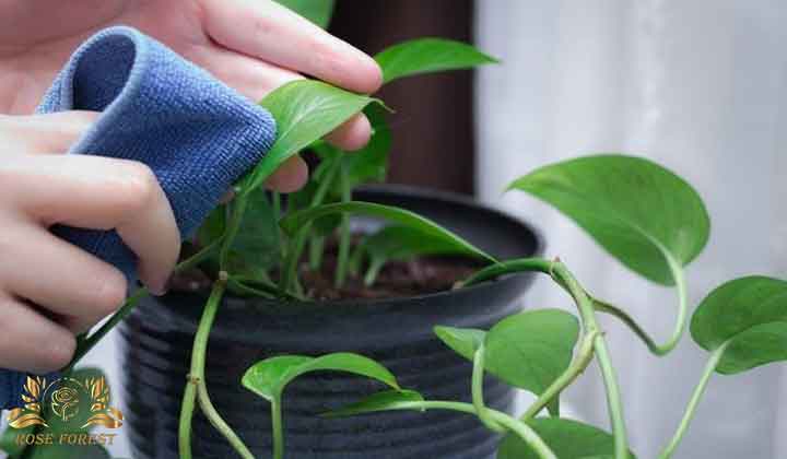 اسپری براق کننده برگ گیاهان کاسپین برای تمیز کردن برگ گیاهان