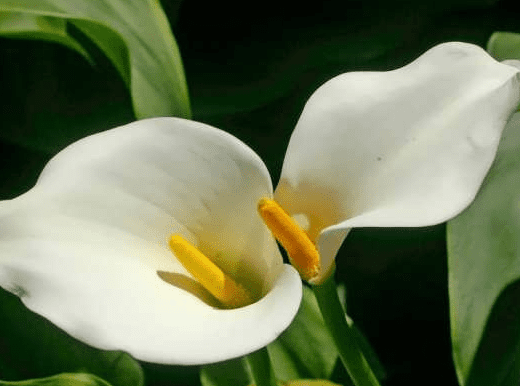 چگونه از گل شیپوری مراقبت کنیم