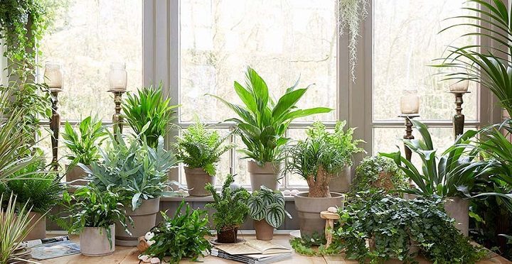 گیاه آپارتمانی مقاوم به نور کم