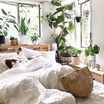 گیاهان مضر برای اتاق خواب
