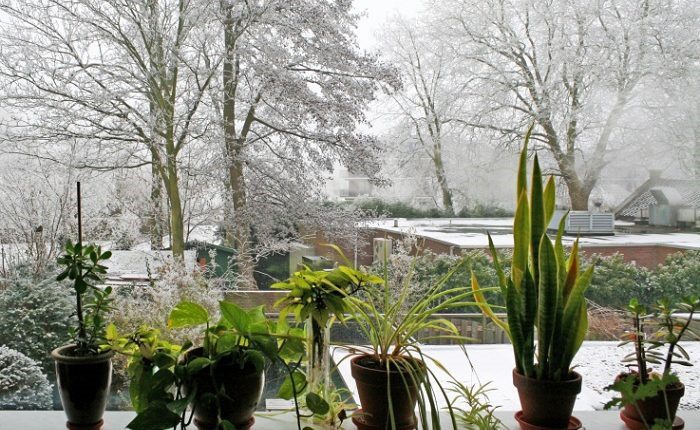 آبیاری گیاهان در زمستان