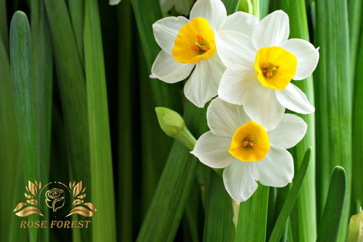 نرگس از جمله مشهورترین گل های مناسب فصل بهار