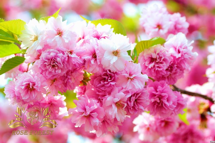 گل های مناسب فصل بهار