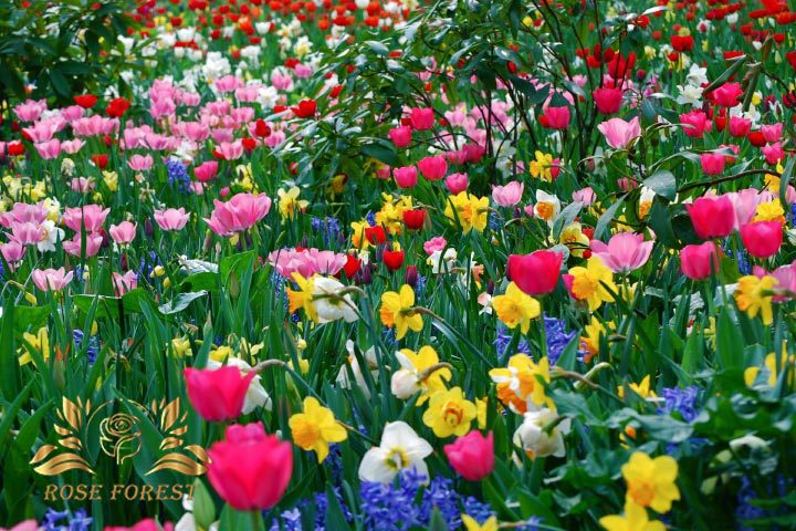 گل های مناسب فصل بهار