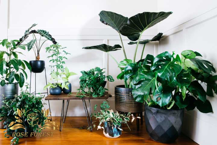فواید نگهداری از گیاهان در خانه