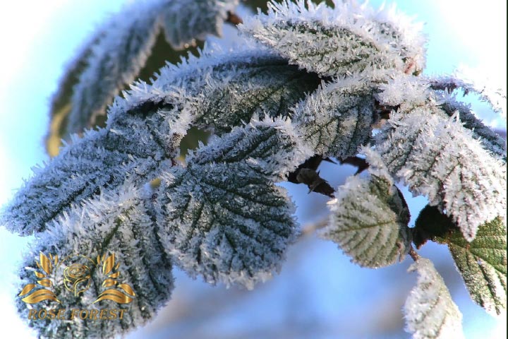 محافظت از گیاهان در برابر سرما