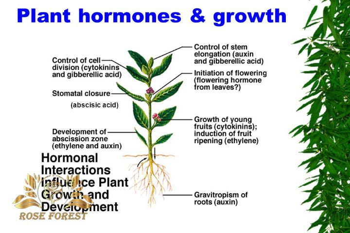  تقویت و استفاده از هورمون ریشه زایی