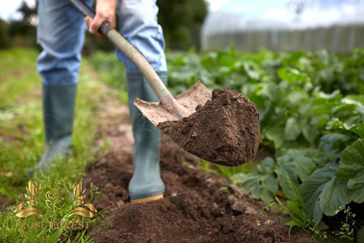 برای کاشت از خاک باغچه استفاده کنید