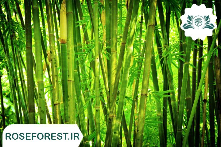 گیاه بامبو (Bamboo)