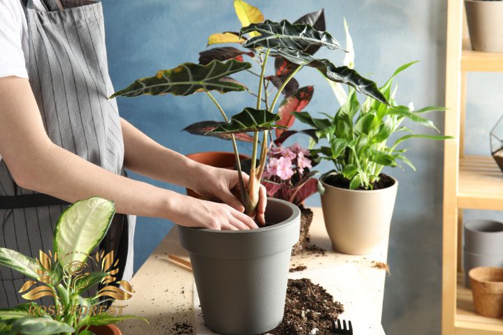 مراقبت‌های بعد از تعویض گلدون گیاه برای جلوگیری از پژمرده شدن گیاه