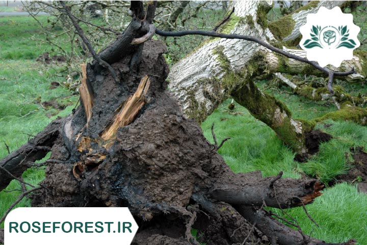 درمان پوسیدگی ریشه درخت