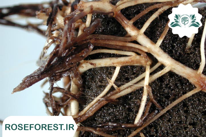 درمان پوسیگی ریشه گیاهان 