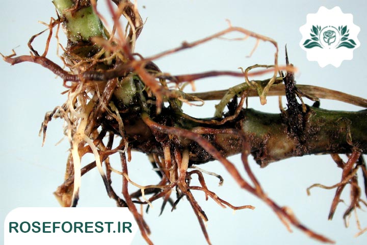 مهمترین علائم پوسیدگی ریشه گیاهان