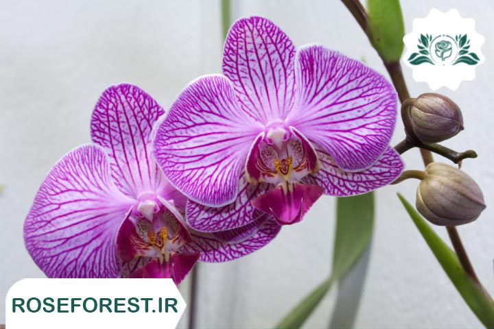 1. ارکیده (Orchid Phalaenopsis)