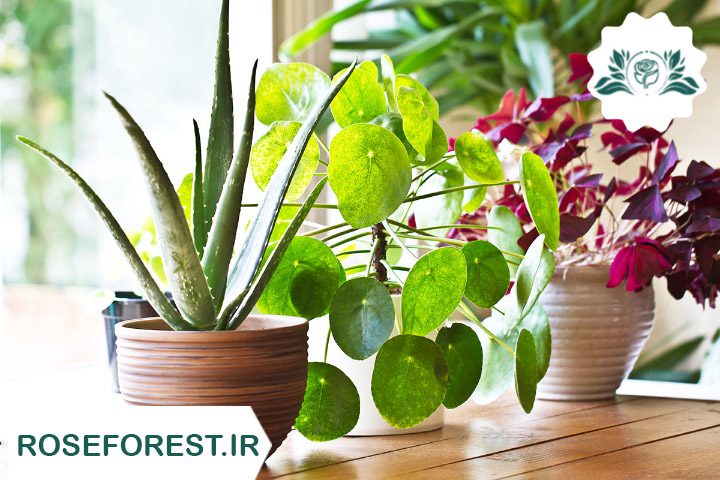 13 راهکار جلوگیری از گرمازدگی گیاهان آپارتمانی