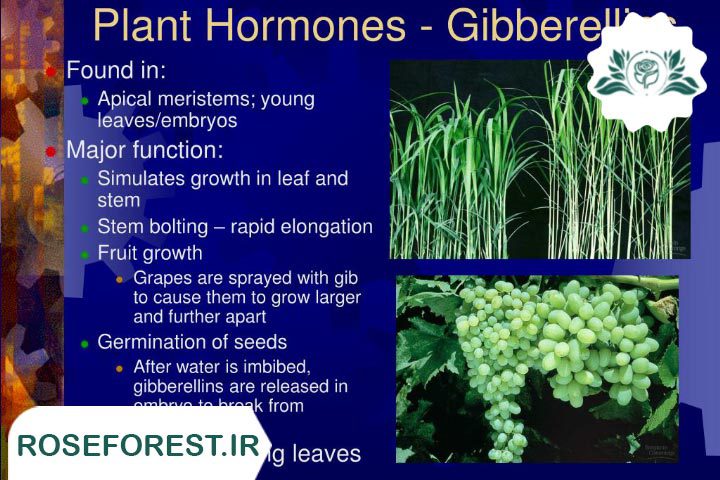 هورمون رشد سریع گیاهان
