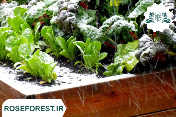 کاشت سبزیجات در زمستان