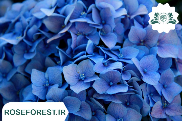 گل‌های آبی