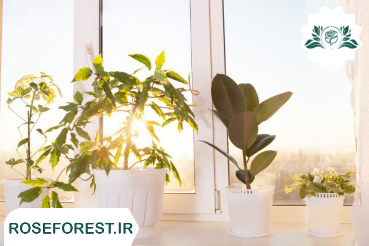 دور کردن گیاهان حساس از پنجره های آفتابگیر