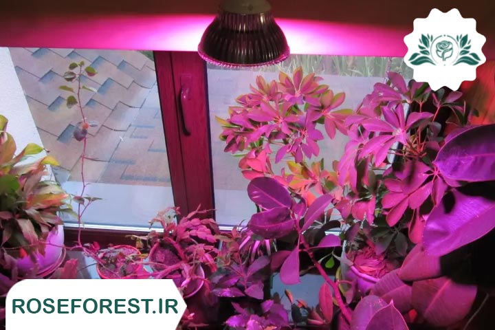 آیا چراغ های LED میتونن گیاهان رو بسوزونن؟