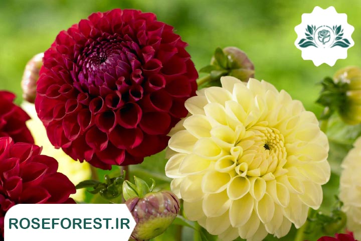 خاص ترین و زیباترین انواع گل کوکب را بشناسید! + عکس
