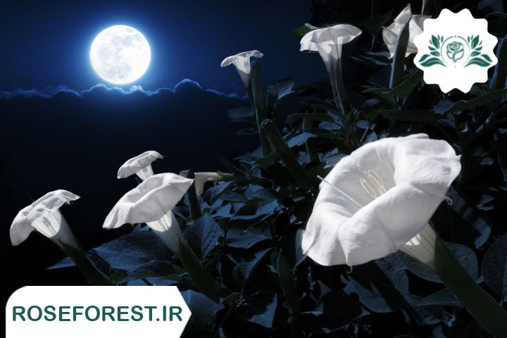 آیا گیاهان در شب رشد می‌کنند؟
