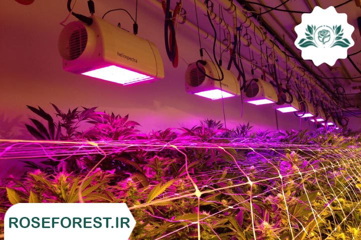 چراغ های LED مناسب گیاهان