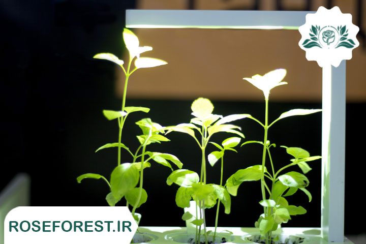 معایب نور مصنوعی برای گیاهان آپارتمانی