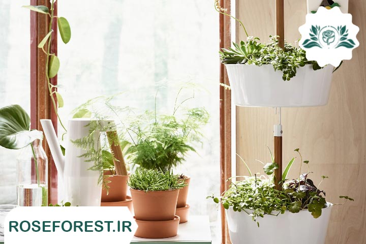 10 گیاه آویز مناسب برای نگهداری در بالکن را بشناسید! + عکس