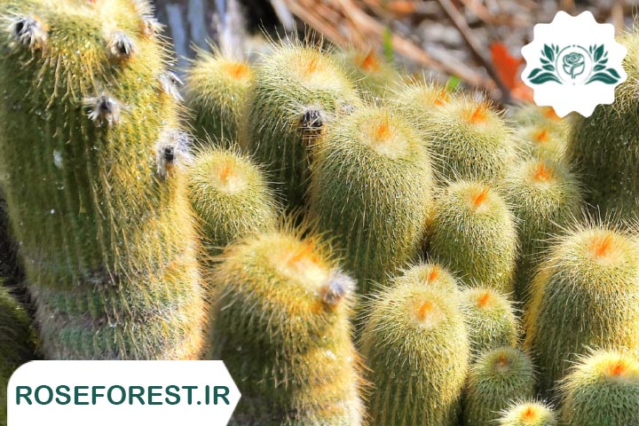 کاکتوس های غول آسا (Tall Cacti)