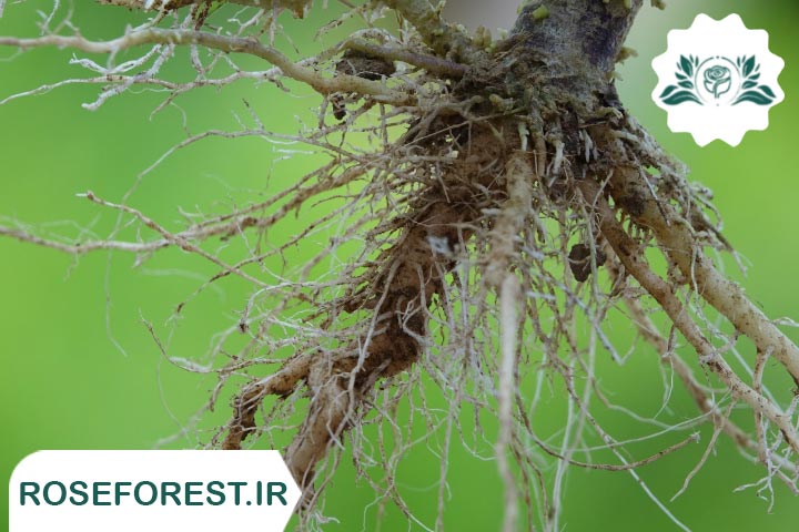 علت از بین رفتن ریشه گیاهان | جلوگیری از پوسیدگی ریشه