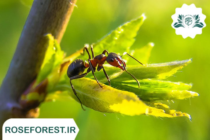 از بین بردن مورچه در خاک گلدان