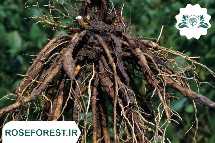 جلوگیری از پوسیدگی ریشه گیاهان