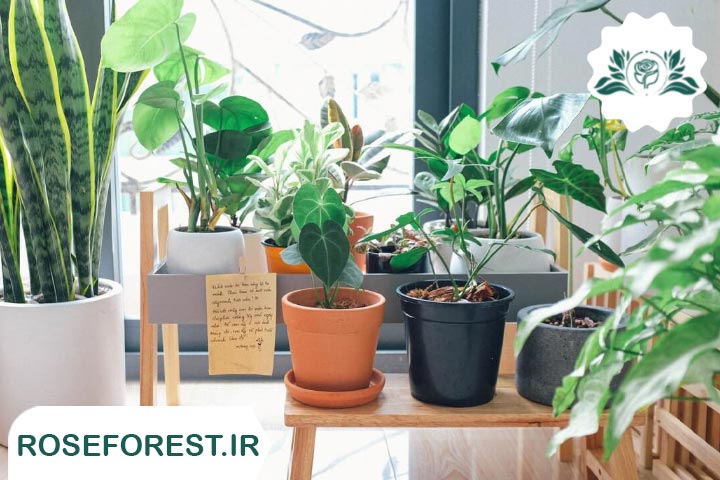 چند گیاه آپارتمانی زیبا را بشناسید! + عکس