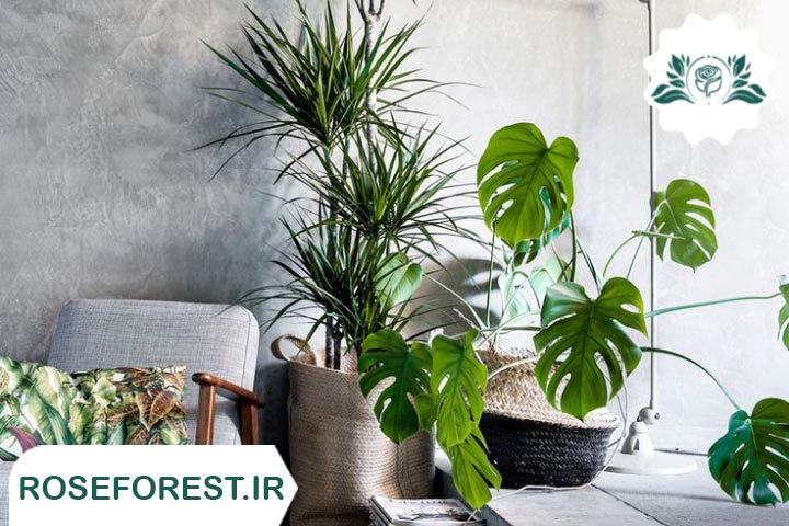 با این گیاهان آپارتمانی برگ پهن خانه خود را جنگل کنید!