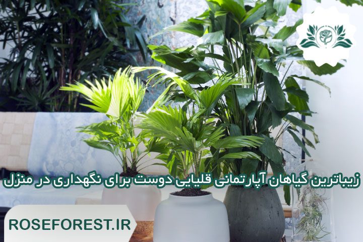 زیباترین گیاهان آپارتمانی قلیایی دوست برای نگهداری در منزل