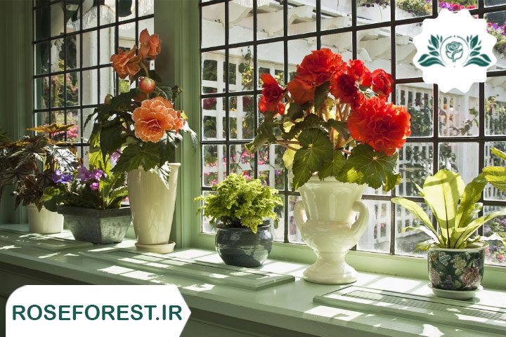 جذاب ترین گیاهان آپارتمانی گلدار را بشناسید! + عکس