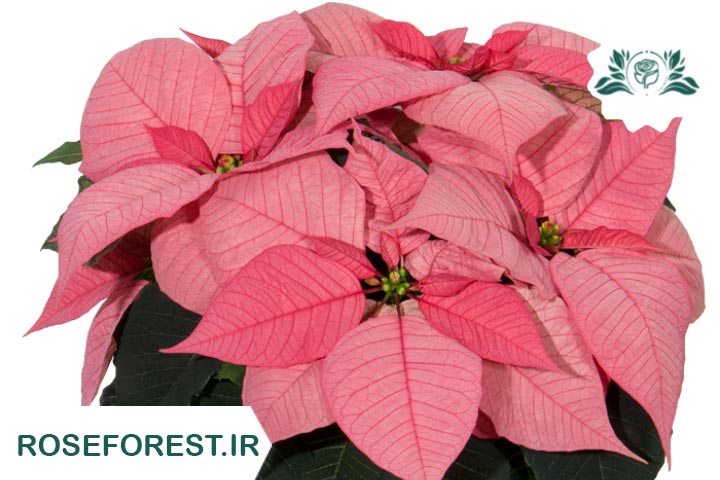 بنت قنسول صورتی (Euphorbia Christmas Glory Pink)