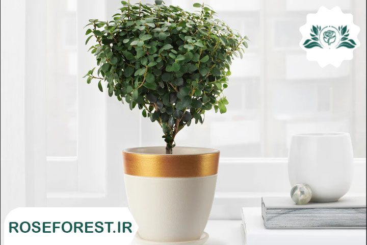 ساده ترین روش های تقویت گیاهان آپارتمانی را بدانید!