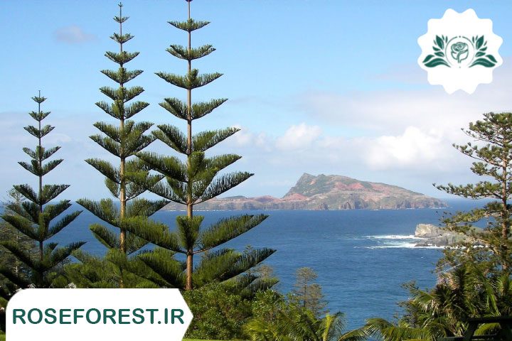 کاج مطبق (Norfolk Island pine)