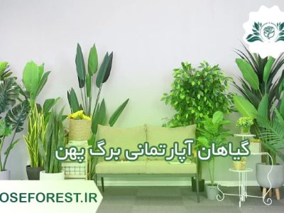 گیاهان آپارتمانی برگ پهن
